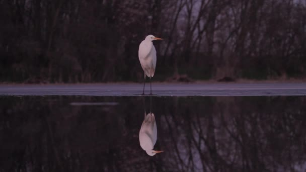 Great White Egret Egretta Alba — стокове відео