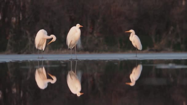 Fehér Egrets Egretta Alba Vár Iszik Naplementekor — Stock videók