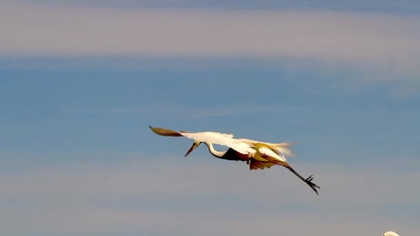 Vit Egret Egretta Alba Flyger Över Sumpig Sjö — Stockvideo