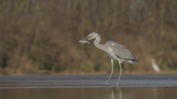 Grey Heron Ardea Cinerea Ψάρεμα Ρηχά Νερά Της Λίμνης Λίμνη — Αρχείο Βίντεο