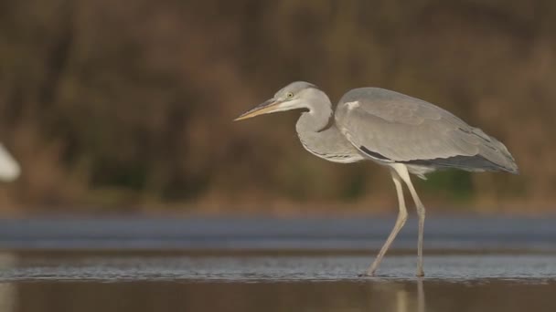 Gri Balıkçıl Ardea Cinerea Gölün Sığ Sularında Balık Tutuyor — Stok video