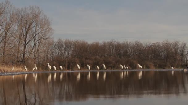 Great Egrets Egretta Alba Rest Edge Shallow Lake Sunset — ストック動画