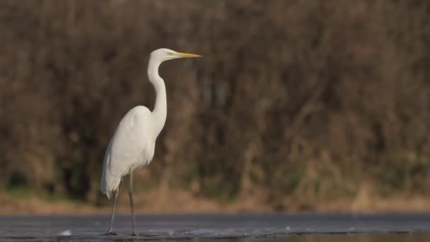 White Egrets Egretta Alba Waiting Watching Edge Swampy Lake Shore — Stockvideo