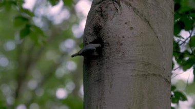 Avrasya Tımarhanesi (Sitta Europaea) Yuvadaki Yavruları Besleme