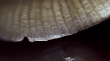 Mantar Süper Yakın Stok Görüntüsü