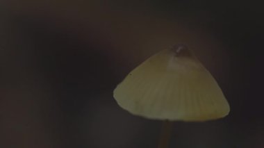 Mantar Süper Yakın Stok Görüntüsü