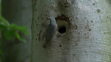 Avrasya Tımarhanesi - Sitta Avrupa - Ağaç Deliği Yuvasına Yiyecek Getirmek