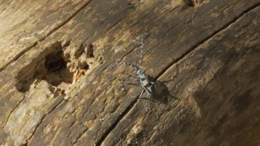 Alp uzun boynuzlu böceği Rosalia Alpina
