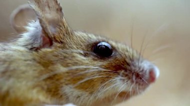 Ormandaki Küçük Fare