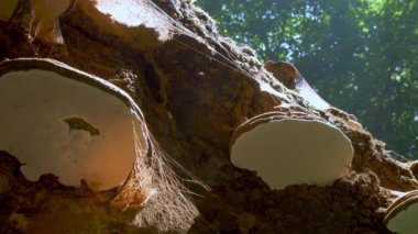 Ormandaki Mantar Sporları Bölümü. Mantar üretimi