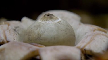 Earth Star Fungus (Geastrum Sp.), close-up