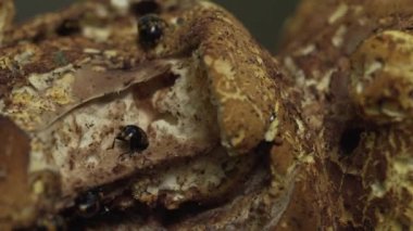 Yaz ormanında ateş böceği. Yakın plan.