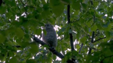 Juvenile Tawny Owl (Strix Aluco) In Forest, Baby Chick Perching On A Branch