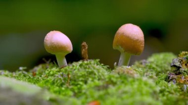 Small Mushroom On A Tree Trunk Covered With Moss
