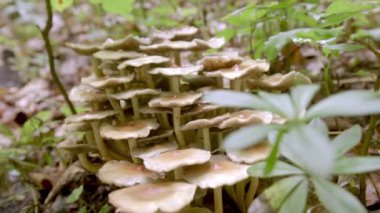 Güz Ormanı 'nda bir grup mantar. Ormanda büyüyen mantar ailesi.