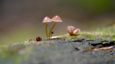 Ormandaki Mantar Süper Yakın Stok Görüntüsü