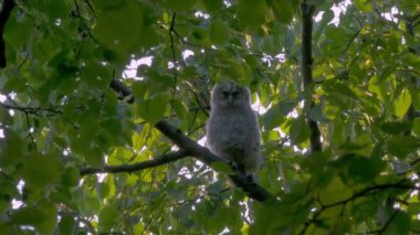 Genç Tawny Baykuşu (Strix Aluco) Ormanda
