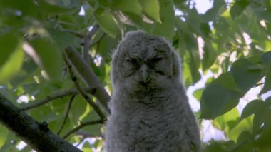 Genç tawny baykuş (Strix Aluco) bir ağaç dalında kestiriyor