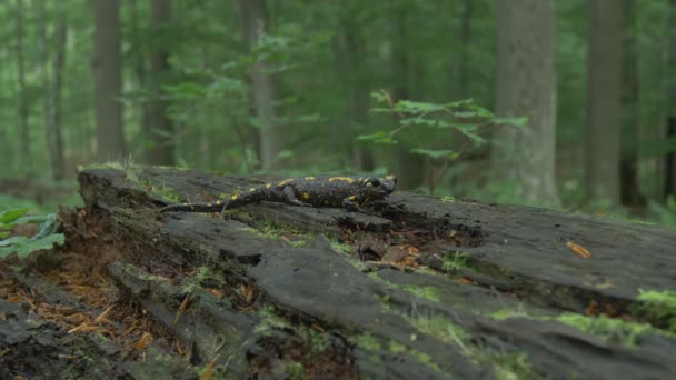 Fire Salamander Salamandra Salamandra Wood — 图库视频影像