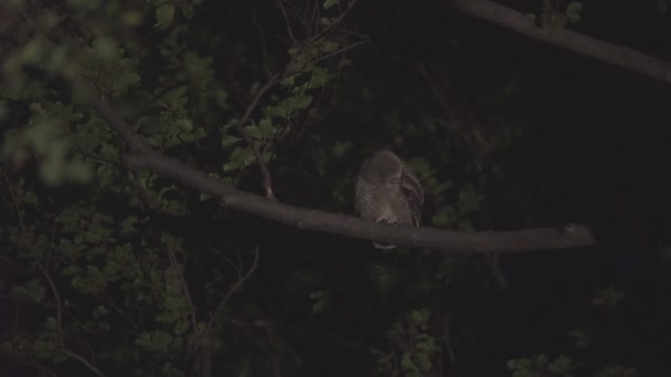 Búho Tawny Juvenil Strix Aluco Bosque Baby Chick Perching Branch — Vídeos de Stock