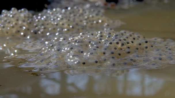 Frog Spawn Spring Forest Pond — Stockvideo