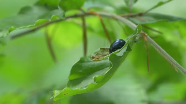 Dung Beetle Leaf Woods — 비디오