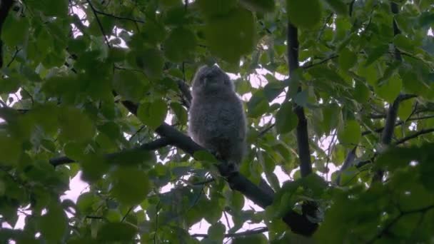 Juvenile Tawny Owl Strix Aluco Forest Baby Chick Perching Branch — Stockvideo