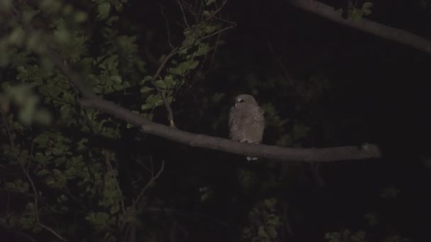 Juvenile Tawny Owl Strix Aluco Forest Baby Chick Perching Branch — Stok video
