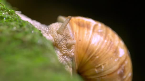 Helix Pomatia Snail Close — Stok Video