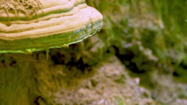 Fomes Fomentarius Sur Arbre Dans Forêt Diffusion Des Spores — Video