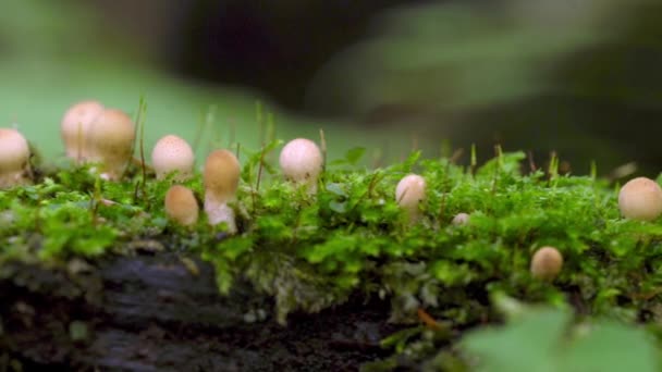 Skupina Hub Podzimním Lese Houbová Rodina Roste Lesní Mýtině — Stock video