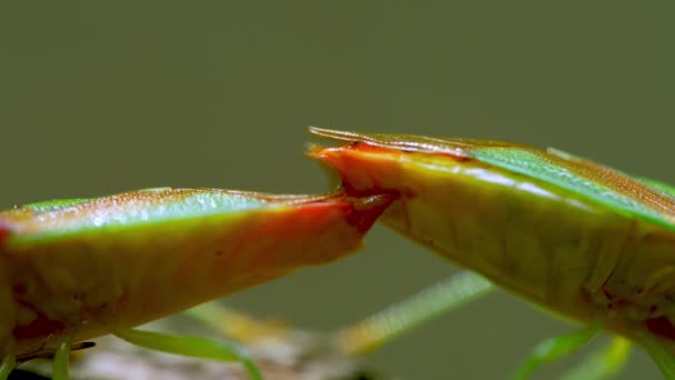 Beetles Stink Bug Mating On Green Tree