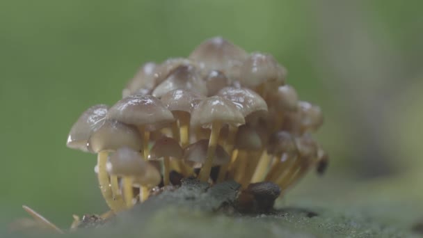 Group Mushrooms Autumn Woods Mushroom Family Growing Forest Glade — Stock videók