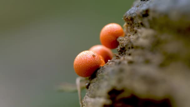 Lycogala Epidendrum Mycophilic Fungus Myxomycete Forest Close — 비디오