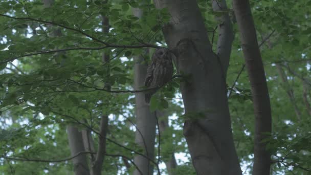 Juvenile Tawny Owl Strix Aluco Summer Forest — Stockvideo