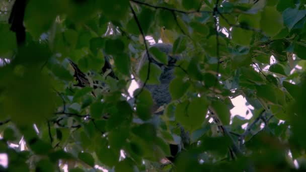 Juvenile Tawny Owl Strix Aluco Forest — Stockvideo