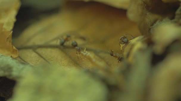 Ant Workers Trying Split Prey Half — 비디오
