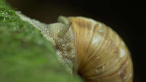 Helix Pomatia Snail Close — Stockvideo