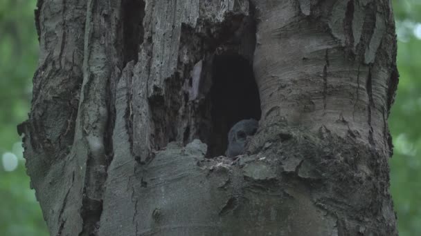 Симпатичная Маленькая Сова Бурая Сова Strix Aluco Древесной Пещере — стоковое видео