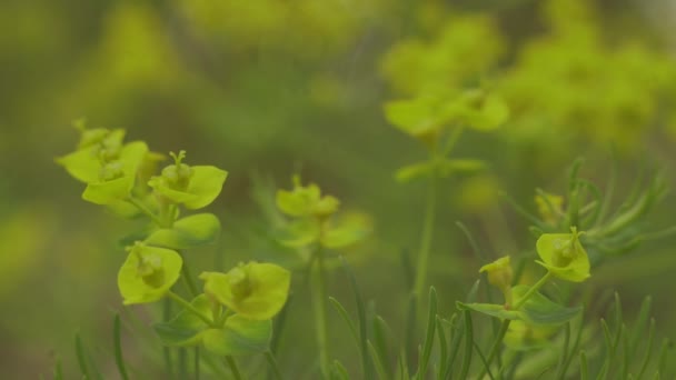 Bir Ormanda Bahar Çiçekleri — Stok video