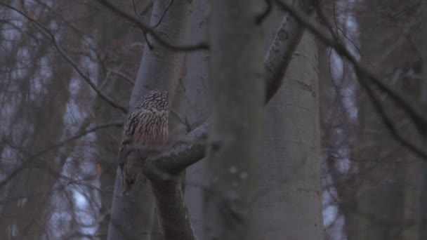 Uilenuil Het Bos — Stockvideo