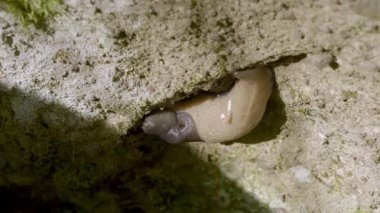 Limax Flavus Sümüklüböceği Yaklaş