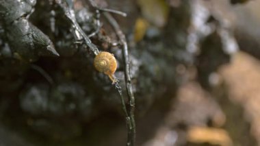 Helix Pomatia salyangozu bir ağaç dalında sürünüyor.