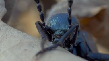 European Oil Beetle Meloe Proscarabaeus Close-up