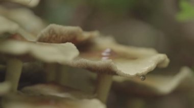 Mushroom Super Close Up Stock Footage