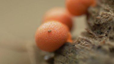 Lycogala Epidendrum Mycophilic Fungus Myxomycete in forest close up