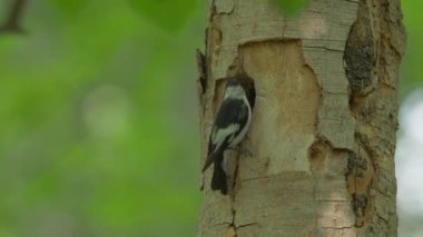 Pied Flycatcher Ficedula Hypoleuca