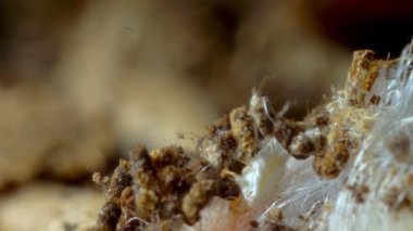 Mantar İplikleri Yakın plan