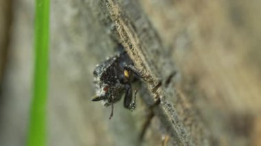 Ağaç gövdesinde parlak gergedan böceği