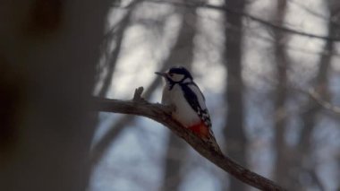 Büyük Benekli Ağaçkakan (Dendrocopos major)